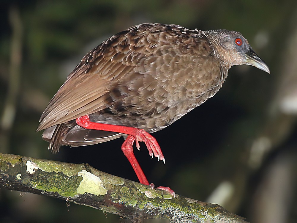 Birdwatching Experiences in Uganda and Rwanda