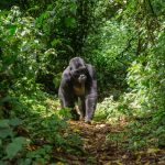 Is it good to do double gorilla trekking?