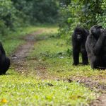 Gorilla tour from Mbarara to Bwindi