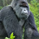 8 Day Uganda Primates Safari 