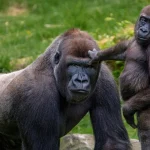 Which country in Africa has the most gorillas?