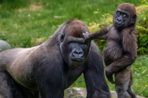 Read more about the article Which country in Africa has the most gorillas?