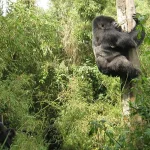 How many days do you need to go gorilla trek in Uganda?