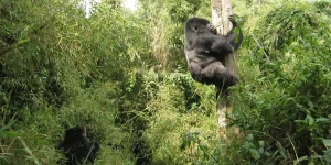Read more about the article How many days do you need to go gorilla trek in Uganda?