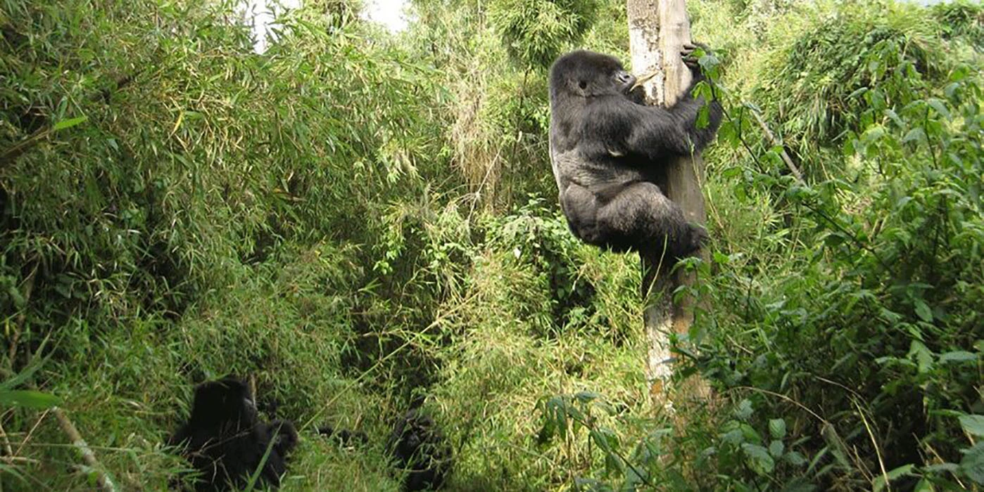 You are currently viewing How many days do you need to go gorilla trek in Uganda?