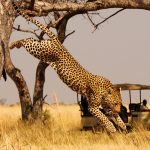 Best time to visit Rwanda for a safari