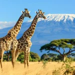 What Are the top Attractions in Nairobi, Kenya?