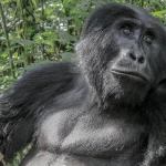 Explore the Pearl of Africa