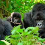 Cost for Gorilla Permit in Uganda