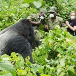 Gorilla Trekking Uganda Tours