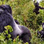 Cost for Gorilla Permit in Uganda