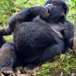 Cost for Gorilla Permit in Rwanda
