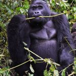 Gorilla and Chimpanzee Trekking Tours in East Africa