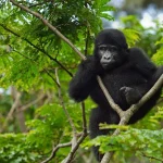 How difficult is gorilla trekking?