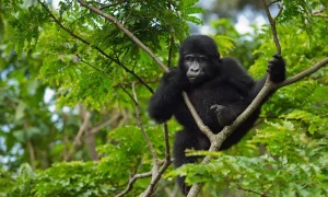 Read more about the article How difficult is gorilla trekking?