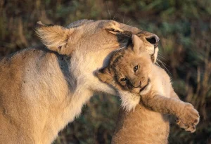 Read more about the article How Much Does a Safari in Uganda Rwanda Kenya and Tanzania Cost?