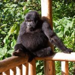 Luxury Gorilla Tour in Uganda
