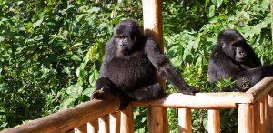 Read more about the article Luxury Gorilla Tour in Uganda