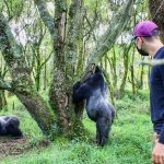 How safe is Gorilla Trekking Experience
