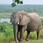Murchison Falls National Park Safaris
