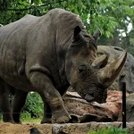 Rwanda Eco Tourism and Conservation