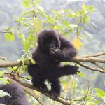 Budget Tours in Uganda