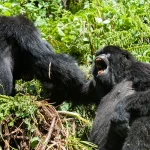 Hidden Gems in Rwanda