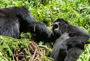Read more about the article Hidden Gems in Rwanda
