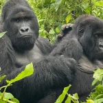 Cost for Gorilla Permit in Congo