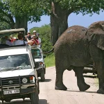 Budget Safari in Uganda and Rwanda