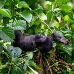 Which country in Africa has the most gorillas?