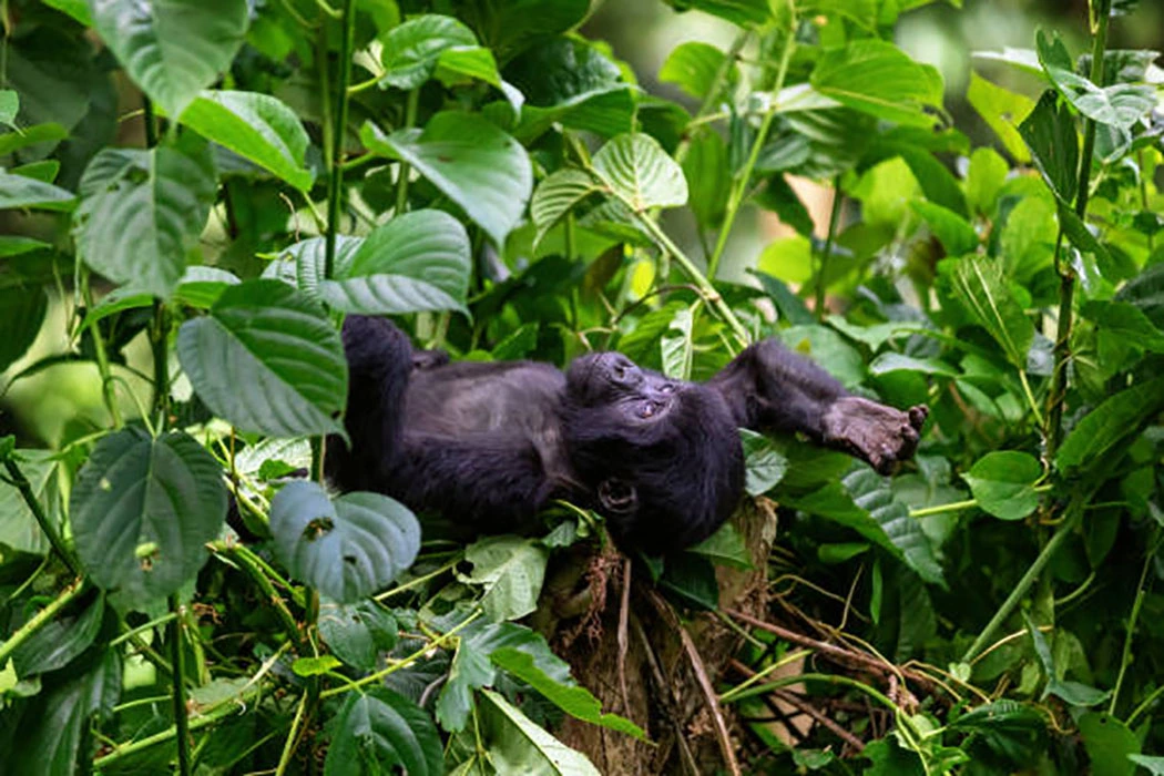Read more about the article Which country in Africa has the most gorillas?
