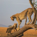 How do I book a budget safari in East Africa?