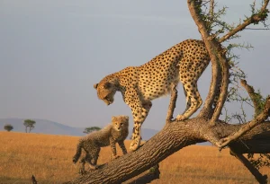 Read more about the article How do I book a budget safari in East Africa?