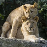  How Can I See Tree Climbing Lions in Uganda and Tanzania?