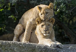 Read more about the article  How Can I See Tree Climbing Lions in Uganda and Tanzania?