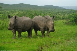 Read more about the article How many days do I need to do a tour in East Africa?