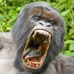 Best time to visit Rwanda