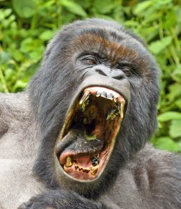 Read more about the article Best time to visit Rwanda