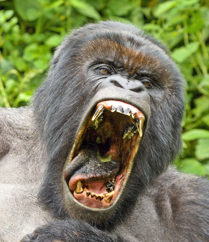 You are currently viewing Best time to visit Rwanda