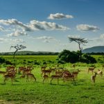 Combined Uganda and Tanzania Safari