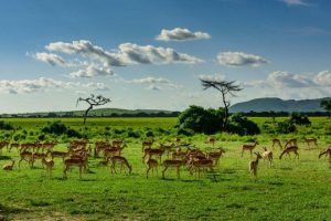 Read more about the article Combined Uganda and Tanzania Safari