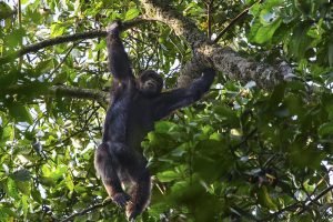 Read more about the article Kalinzu Forest Reserve.