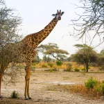 Best Destinations for safaris in Africa