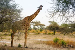 Read more about the article Best Destinations for safaris in Africa