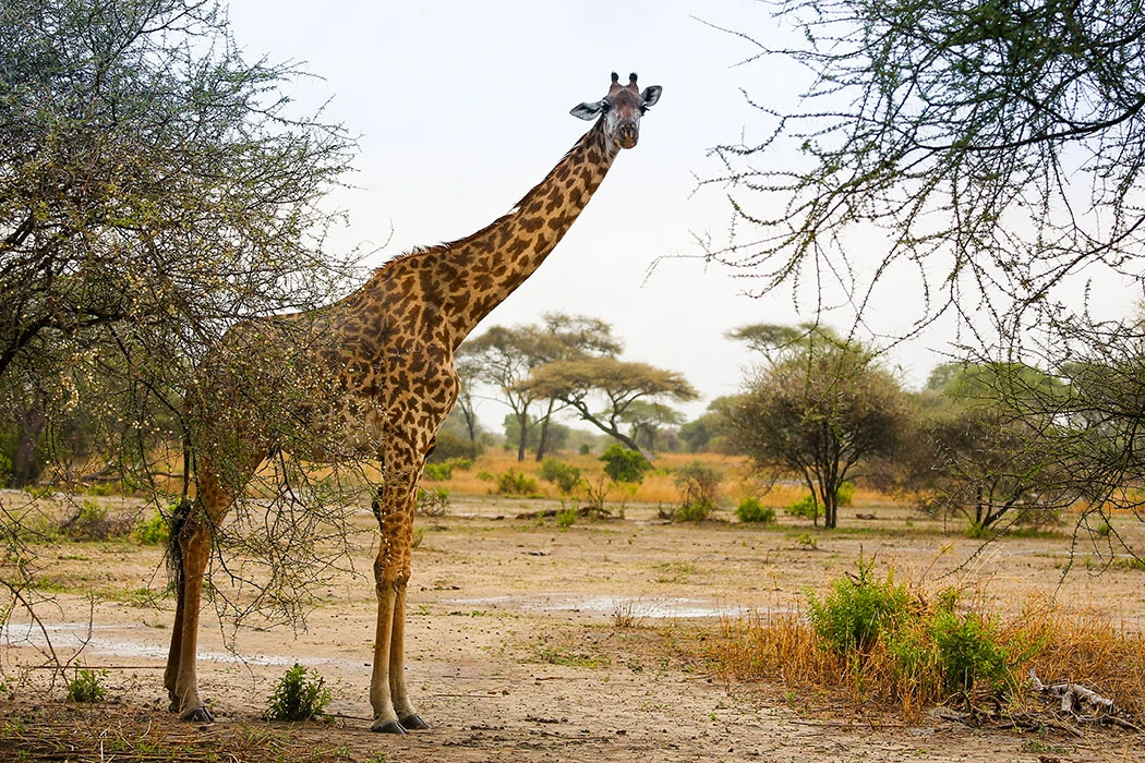 Read more about the article Best Destinations for safaris in Africa