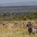 Best Rwanda Safaris