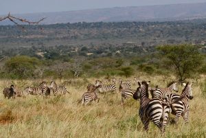 Read more about the article Best Rwanda Safaris