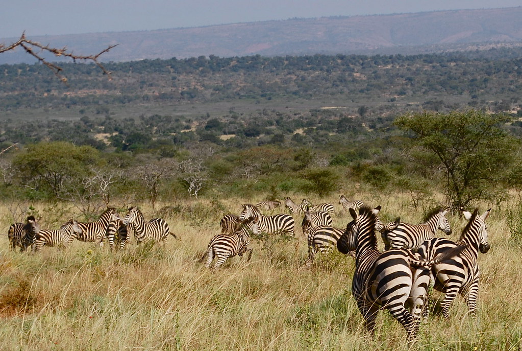 You are currently viewing Best Rwanda Safaris