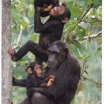 Bugoma Forest Reserve.